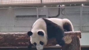 🐼 Энергичная Катюша знает толк в развлечениях! 🌧Наша озорная пандочка полна сил и энтузиазма!