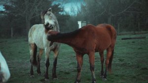 5206817-hd_1920_1080_25fps