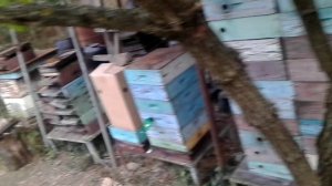 Улей ЖАСМИН в картонной коробке.