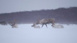 Тысячи километров экспедиций, Камчатский край