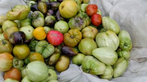 Сезон закрыт 😊 Сняла томаты 🍅 в большой теплице.