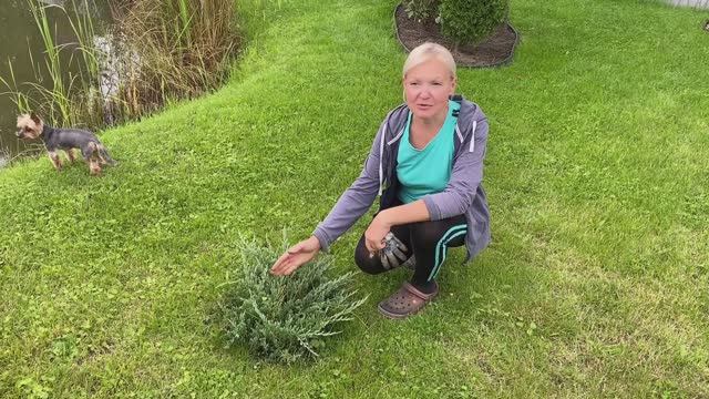 В деревню на дачуКопаем сажаем пересаживаемПересадка пиона и можжевельника24августа2025