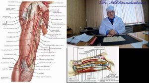 Верхняя конечность часть  - плечо. Ахмадудинов М.Г.