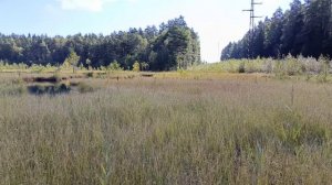 красоты болот