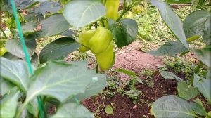 Сладкий перец "Винни пух" и "Лисичка желтая"