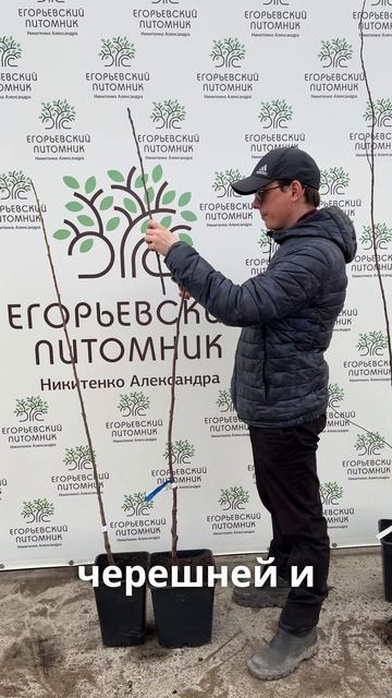 Обрезка однолетних деревьев