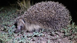 Наблюдение за Ёжиком (Архив)