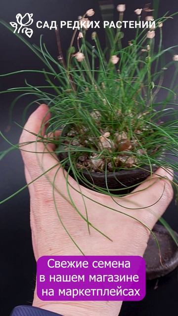 Дримия одноцветковая семена по артикулу Wildberries 351633686 #луковичные #растения