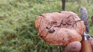 Первый рыжик в этом сезоне