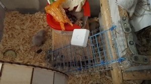 Семья песчанок радуется новым стружкам (1 часть)