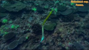 Подводный мир.Релакс.