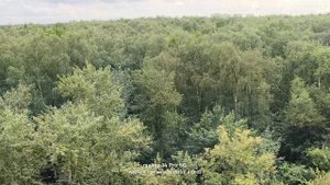 Москва, лесопарк Лосиный остров 🌳🌳 24.08.2025