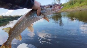 Щучий беспредел: две атаки,два обреза. деревня монастырка река сосьва 26.08.2025