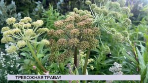 НОВОСТИ СЕВЕРНОГО ГОРОДА, 27.08.2025