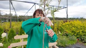 Как подготовить деревья и кустарники к зиме?