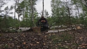 СБОР ГРИБОВ 27 АВГУСТА