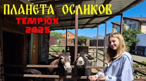 27.08.25 Планета осликов