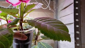 ШИКАРНОЕ ЦВЕТЕНИЕ ГЛОКСИНИЙ 🙏😍😍 #глоксиния #цветы #цветыдлядома #комнатныецветы