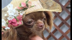 МОЖНО ли завести #ЧИХУАХУА к кошке ? #отзывы_о_питомнике_мари_мистик_чихуахуа