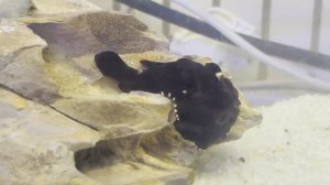 Пресноводный Фрогфиш, antennarius biocellatus 27.08.2025