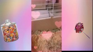 подборка видео с фантиком, делала долго😞