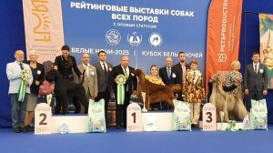 23.08.2025, СПб. Клуб "Кеннел-Клуб СПб" Рейтинговая выставка собак "БЕЛЫЕ НОЧИ-2025" (САС, ЧРКФ)
