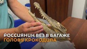 Россиянин вез домой из Вьетнама голову крокодила