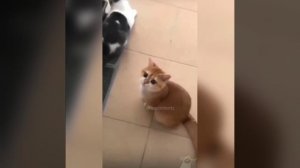 Наш TG https://t.me/liveofcats