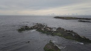 Серый Тюлень на Балтике, аэросъемка .