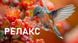 Красочный Музыкальный Птичий Релакс - 180 минут релаксации.