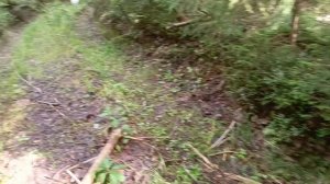 Чарлик в лесу.