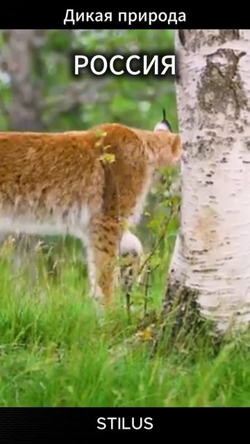 Россия. Дикая природа.# Russia. Wild nature. смотреть онлайн