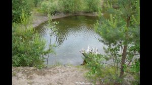 Лесная речка