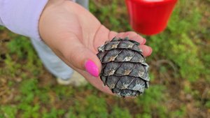 Вдруг упала шишка...