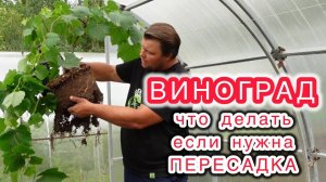 Посадка и пересадки виноград это просто и нет никаких проблем