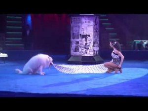 Программа "Все краски мира" (Цирк Дарьи Костюк) в Цирке Никулина, 2018 г