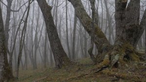 Священная роща Артемиды