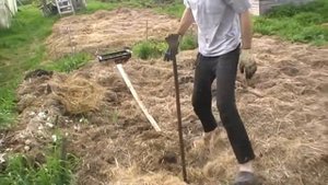 Посадка картофеля под сено (траву)