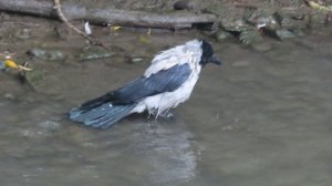 Невероятно! Чомга на Искитимке в Кемерово