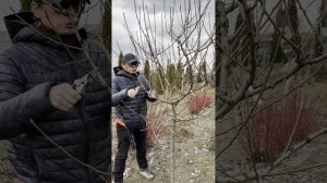 Обрезка, часть 2, замазывание срезов, храповый секатор