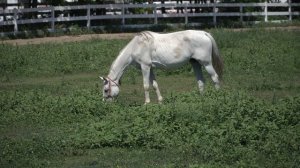 5390102-uhd_3840_2160_24fps