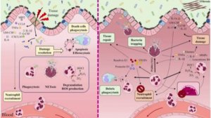 Патофизиология воспалительных заболеваний кишечника: врожденная иммунная система. Схема 1