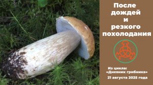 После дождей и резкого похолодания. Дневник грибника 21 августа 2025 года.