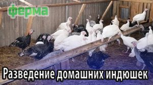 Разведение домашних индюшек