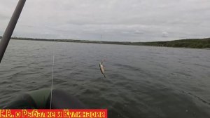 ЗНАЛ БЫ ЧТО ТАКИЕ БОЛЬШИЕ ОКУНИ БУДУТ ЛОВИТЬСЯ НАМОТАЛ БЫ ПЛЕТЕНКУ ПОБОЛЬШЕ.