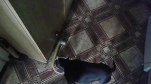 ПЕРВЫЙ ДЕНЬ НЕУДОБНАЯ МИСКА