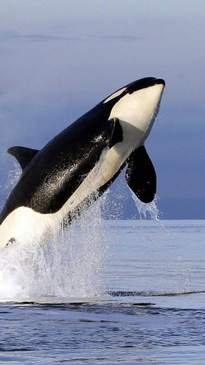 Killer whales