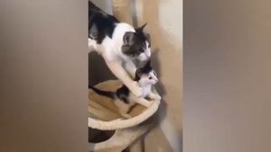 Смешные животные.Лучшие моменты.