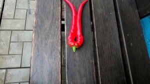 Интересный перец ТУРЕЦКИЕ ЗМЕИ