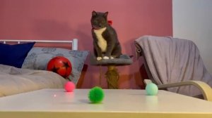 Котинет игра в кальмара